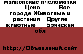  майкопские пчеломатки F-1  › Цена ­ 800 - Все города Животные и растения » Другие животные   . Брянская обл.